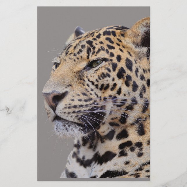 Isolated portrait of Leopard Stationery (Front)