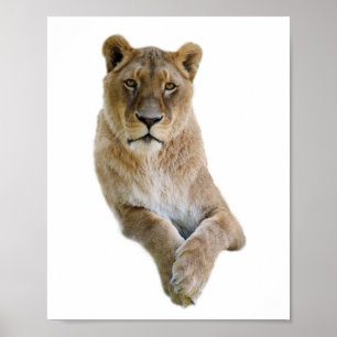 Isolated portrait of lioness postcard classic roun poster