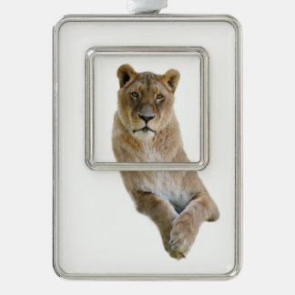 Isolated portrait of lioness postcard classic roun silver plated framed ornament