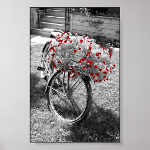 Isolated Red Colour Flowers Black and White Bicycl Poster