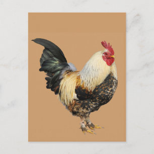 Isolated rooster postcard