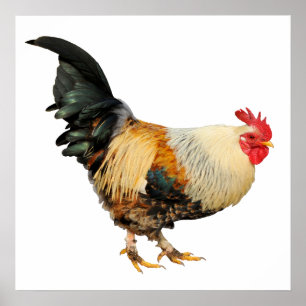 Isolated rooster poster