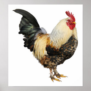 Isolated rooster poster