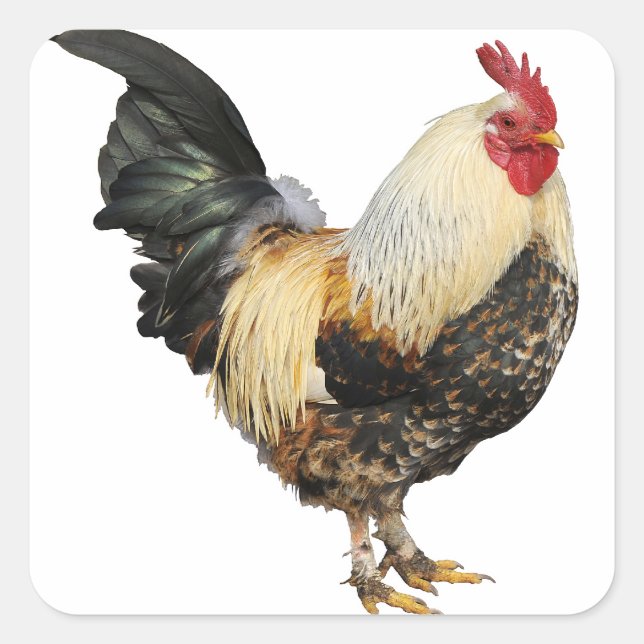 Isolated rooster square sticker (Front)