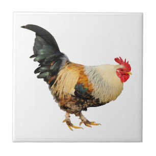 Isolated rooster tile