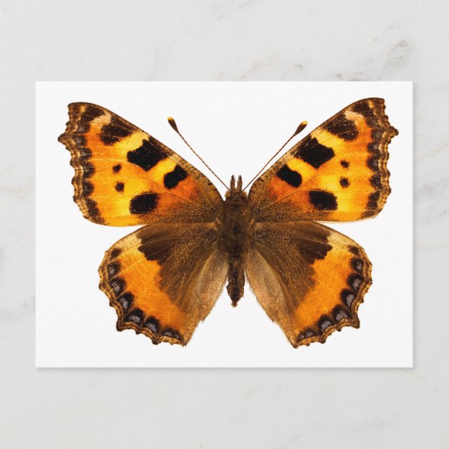 Isolated small tortoiseshell butterfly postcard (Front)