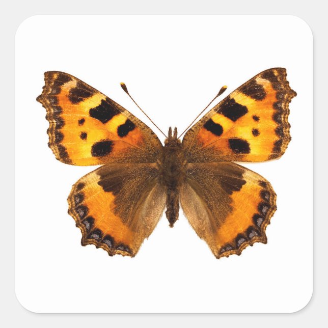Isolated small tortoiseshell butterfly square sticker (Front)