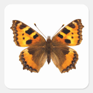 Isolated small tortoiseshell butterfly square sticker