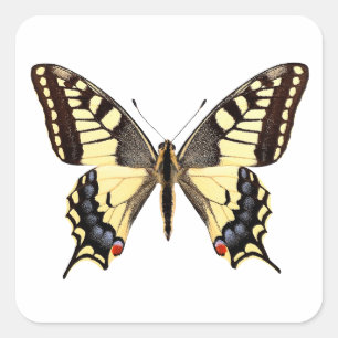 Isolated swallowtail butterfly PNG Square Sticker