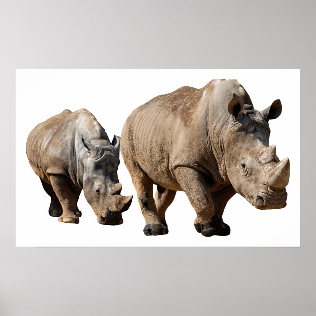 Isolated two white rhinoceros poster (Front)