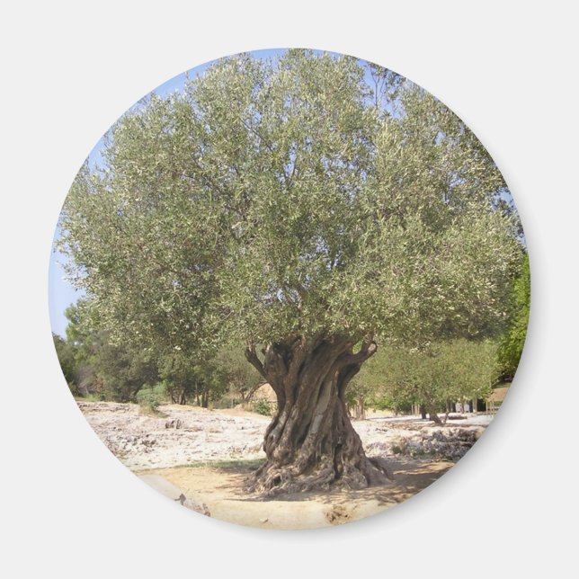 Israel Olive Tree Magnet (Front)