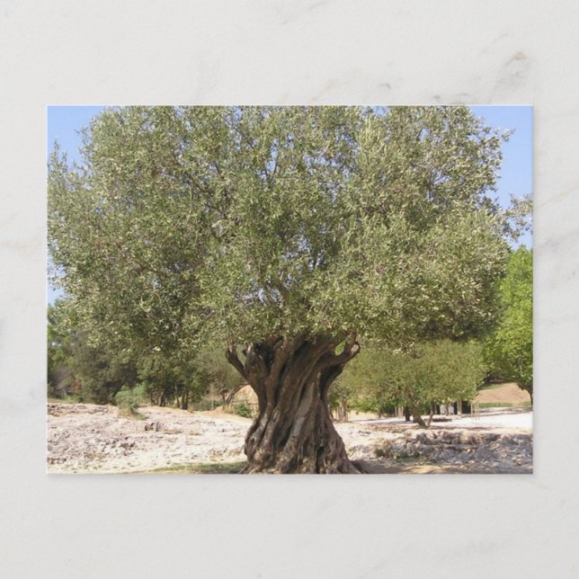 Israel Olive Tree Postcard (Front)