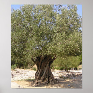 Israel Olive Tree Poster