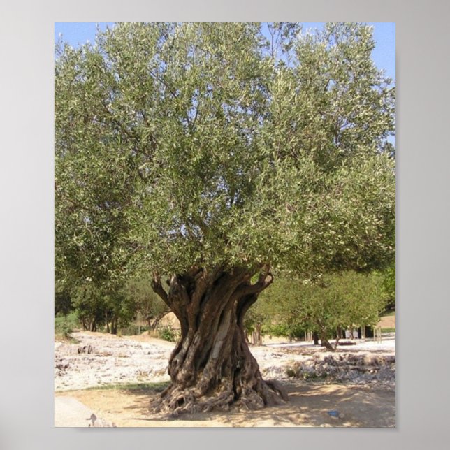 Israel Olive Tree Poster (Front)