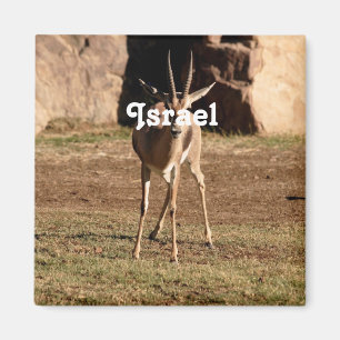 Israeli Gazelle Magnet