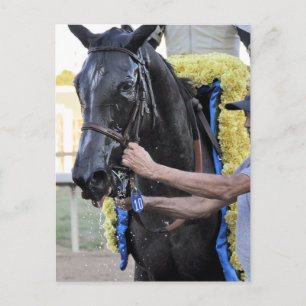 It Tiz Well, Cotillion Winner Postcard