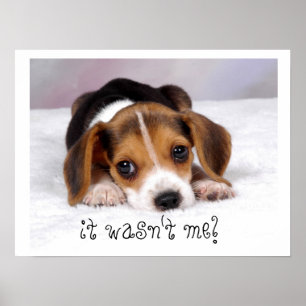 It Wasn't Me! Poster