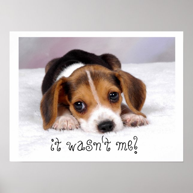 It Wasn't Me! Poster (Front)
