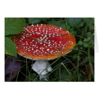 Italian cards, Borgo Valsugana