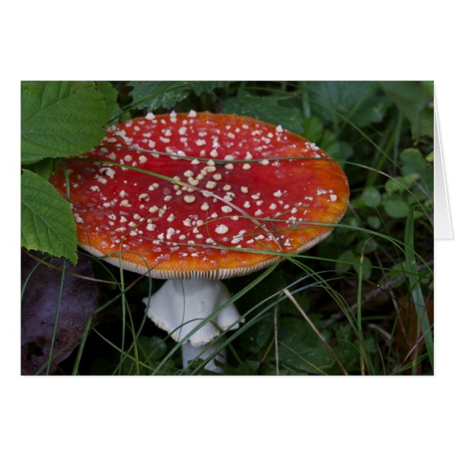 Italian cards, Borgo Valsugana (Front Horizontal)