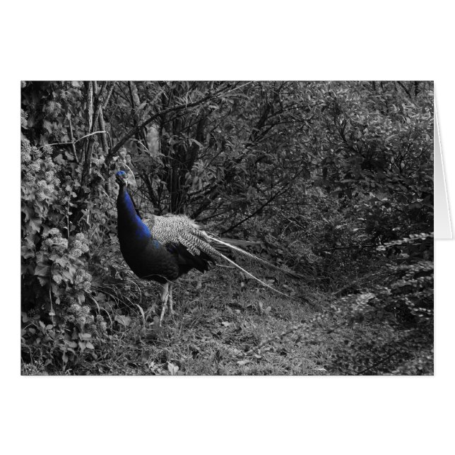 Italian cards, Trento (Front Horizontal)