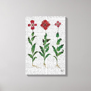 Italian Carnation 1 Canvas Print