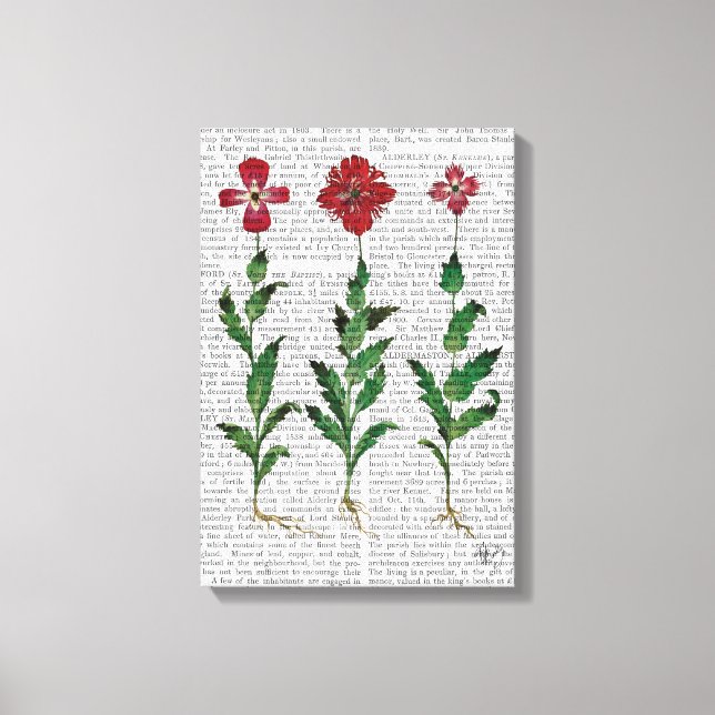 Italian Carnation 1 Canvas Print (Front)