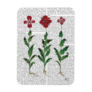 Italian Carnation 1 Magnet