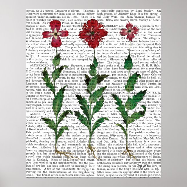 Italian Carnation 1 Poster (Front)