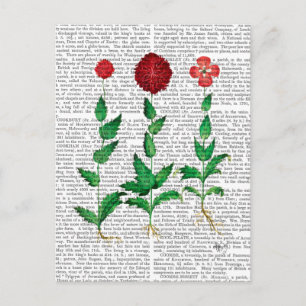 Italian Carnation 2 Postcard