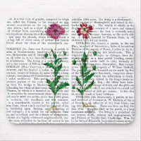 Italian Carnation 3