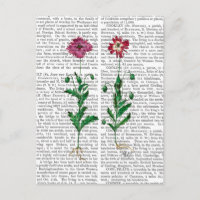 Italian Carnation 3