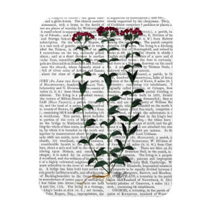 Italian Carnation 6 Magnet
