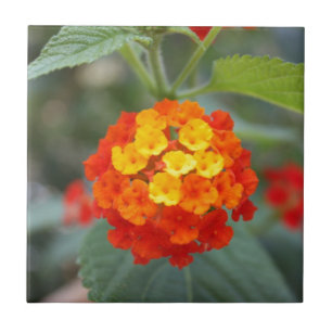 Italian flowers tile