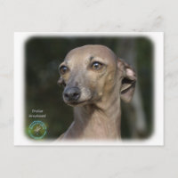 Italian Greyhound 9K74D-11