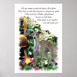 Italian Greyhound Art Print