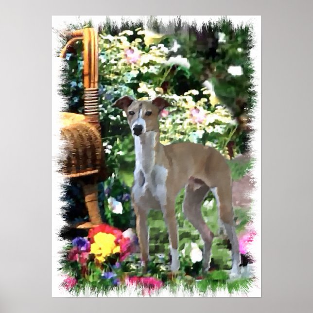 Italian Greyhound Art Print (Front)
