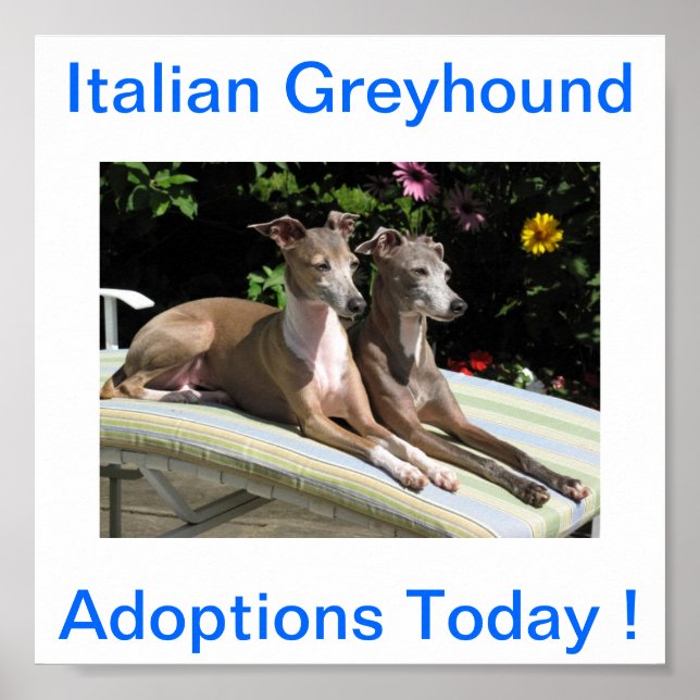 Italian Greyhound Dog Adoptions Today Signs (Front)