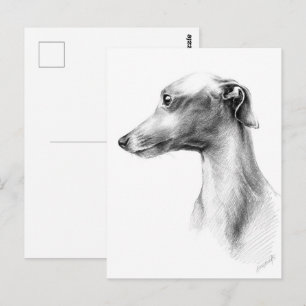 Italian Greyhound dog portrait drawing Postcard