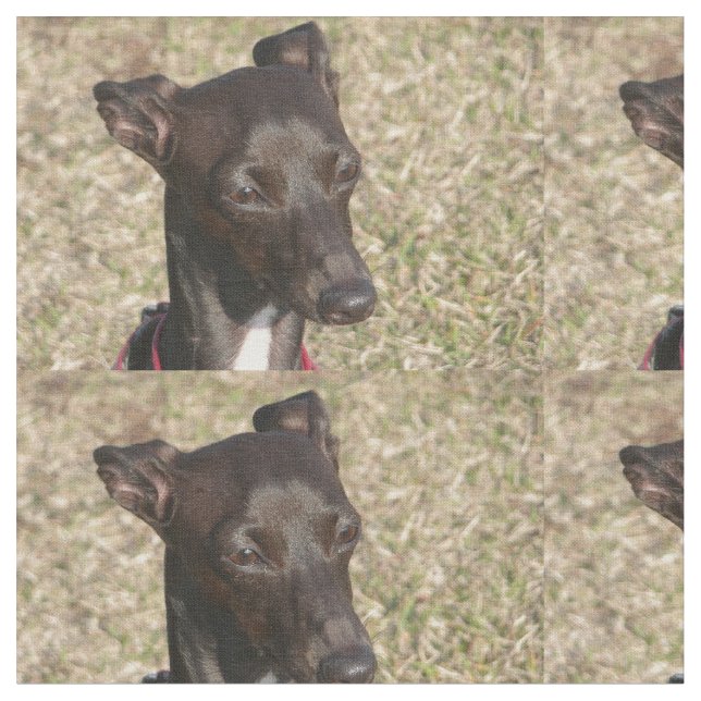 italian greyhound.png fabric (Close Up)
