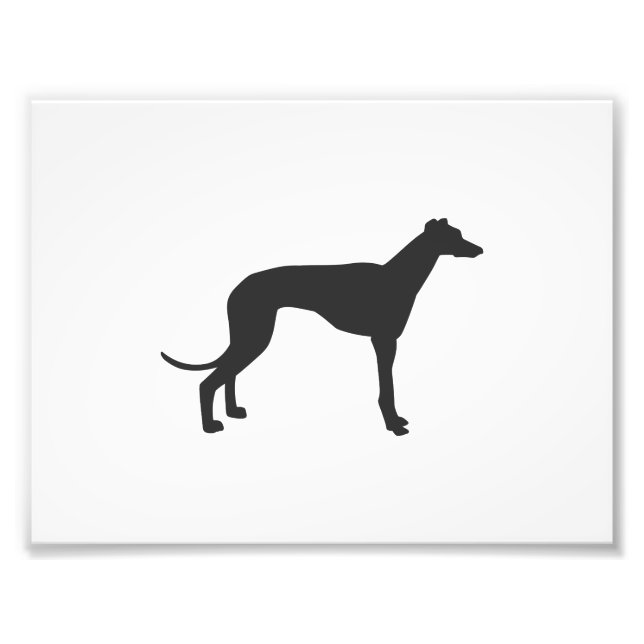 Italian Greyhound silhouette in black Photo Print (Front)