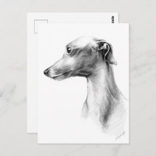 Italian Greyhound Whippet dog portrait drawing art Postcard
