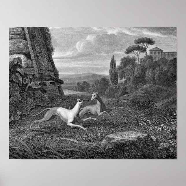 Italian Greyhounds Dog Drawing Poster (Front)