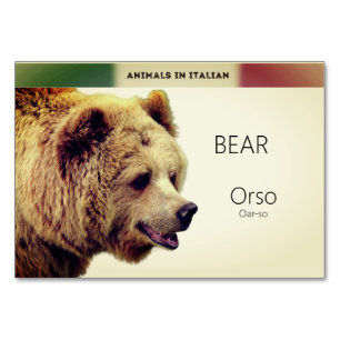 Italian Language Cards Bear Animal Flash   Cards