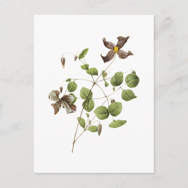 Italian leather flower(Clematis) by Redouté Postcard (Front)