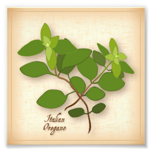 Italian Oregano Photo Print