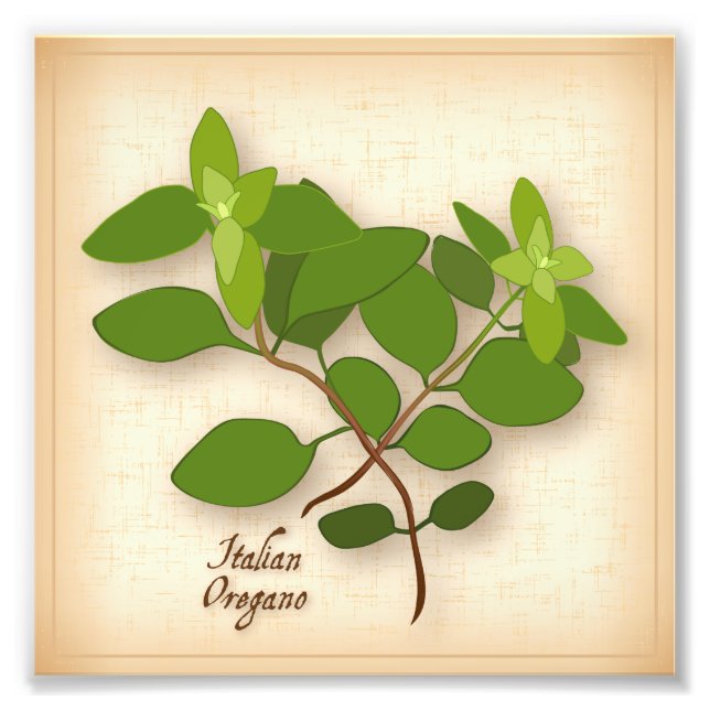 Italian Oregano Photo Print (Front)