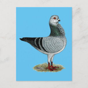 Italian Owl Grizzle Pigeon Postcard