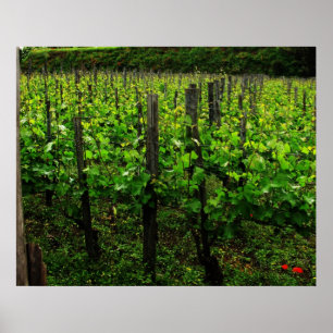 ITALIAN VINEYARD POSTER