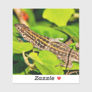 Italian wall lizard